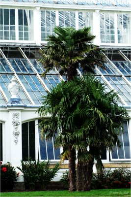 Palm and Temperate House