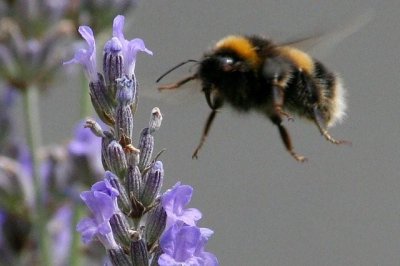 Bees 2009