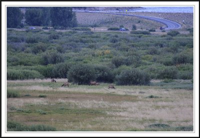 Elks on Willow Flats