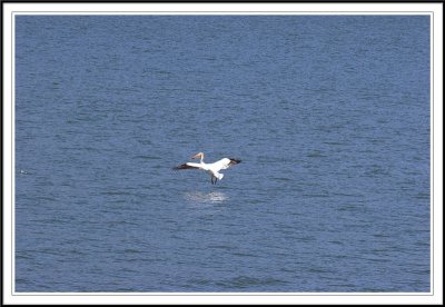 White Pelican