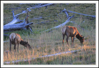 Elks in the evening