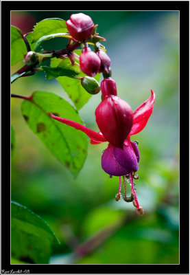 Red & purple & waterdrops