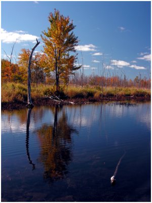 Fall on Isaac Lake