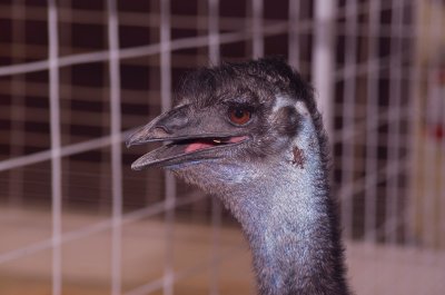 Emu?