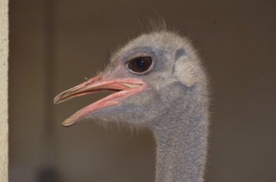 Ostrich Eyes