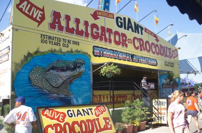Giant Alligator