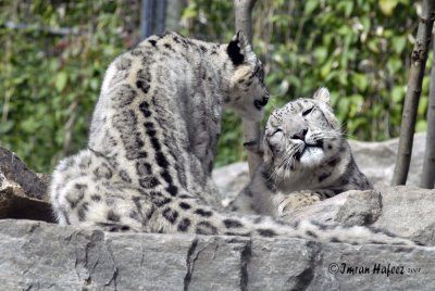 Snow Leopard