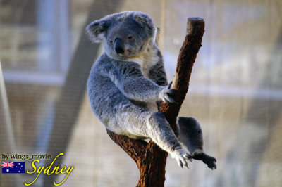 australia_sydney_2008