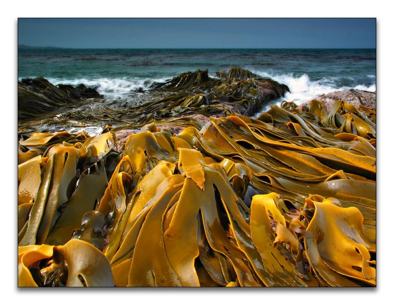Bull Kelp