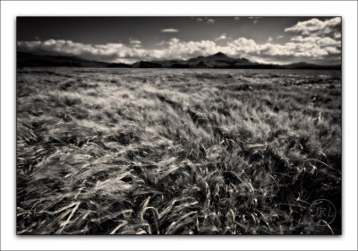 Puketapu Harvest