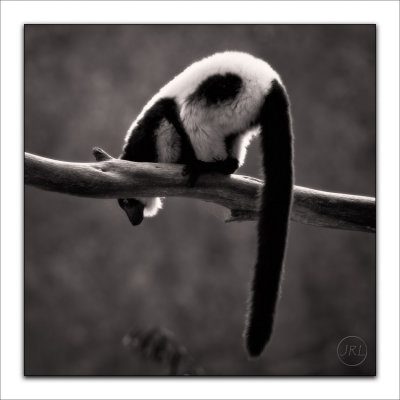 Black & White Ruffled Lemur