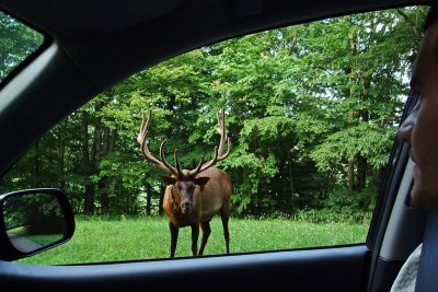 Big Bull.jpg