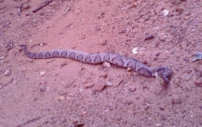 CopperHead_s.jpg