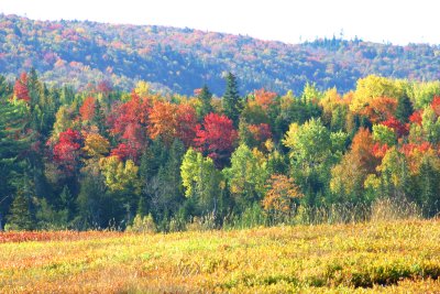 006  AUTUMN COLOURS