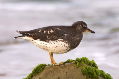 Surfbird