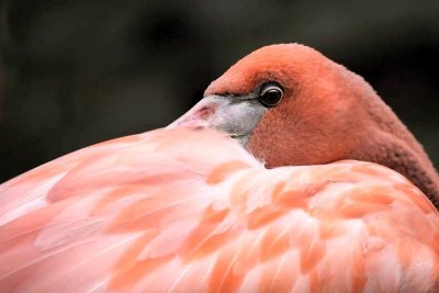 Greater Flamingos