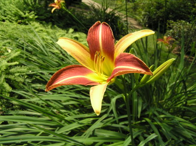 annapolis_royal_gardens_2008