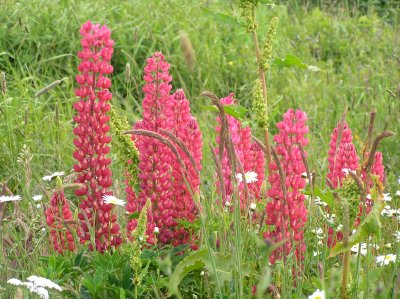 lupin_mania