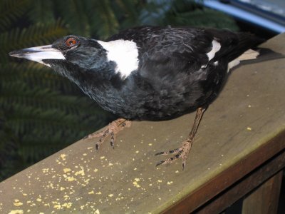 Veranda Visitor Montville