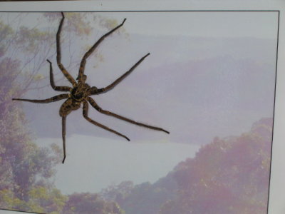 Kitchen Visitor  Montville