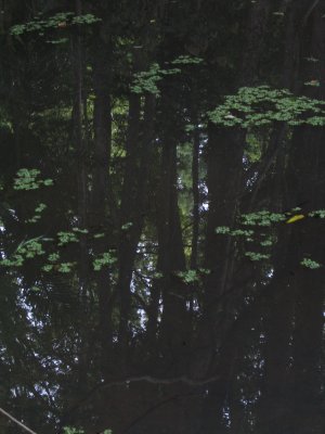 Reflections in a Rain Forest Pool