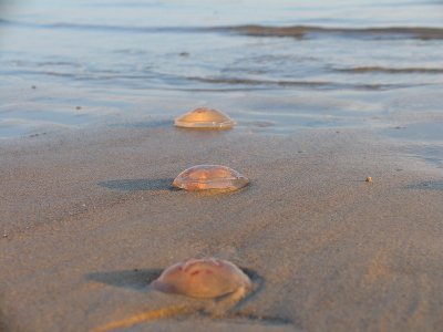 Jellyfish light bulbs
