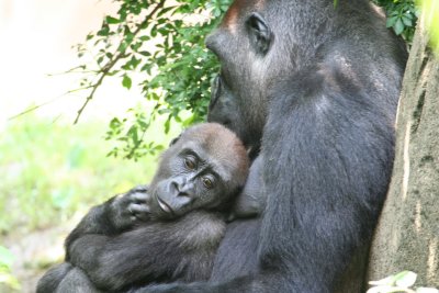 Cincinnati Zoo Gorilla