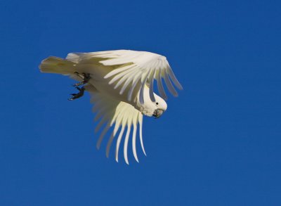 Sulphur Crested Cockatoo