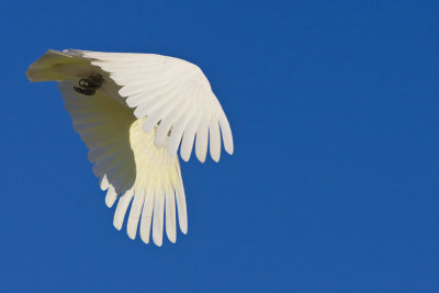 Sulphur Crested Cockatoo