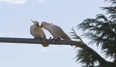 Sulphur Crested Cockatoos