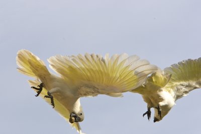 Sulphur Crested Cockatoos