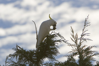 Sulphur Crested Cockatoo