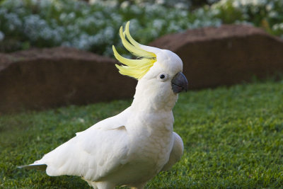 Sulphur Crested Cockatoo