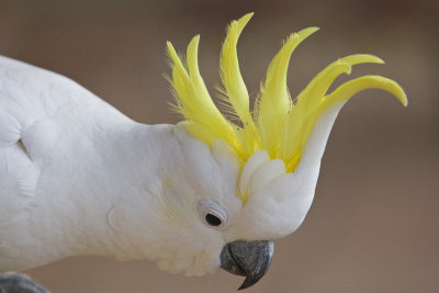 Sulphur Crested Cockatoo