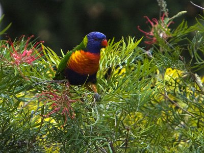 Rainbow Lorikeet