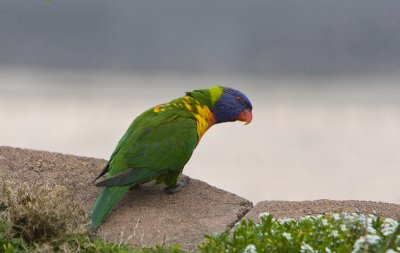 Rainbow Lorikeet