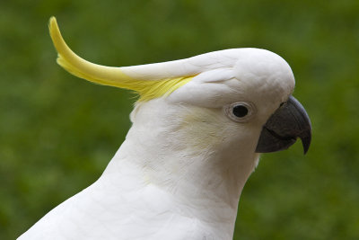 Sulphur Crested Cockatoo