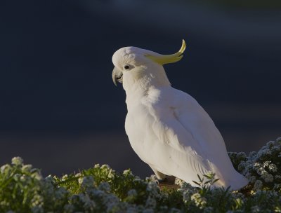 Sulphur Crested Cockatoo