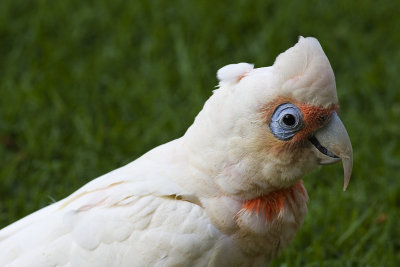 Long-billed Corella