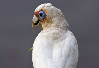 Long-billed Corella