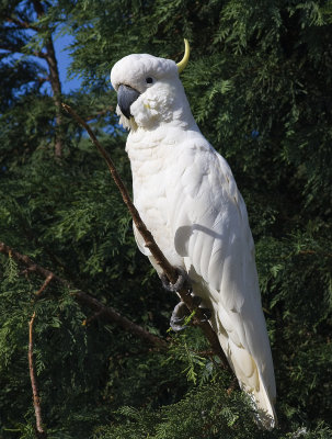 Sulphur Crested Cockatoo