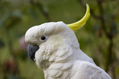 Sulphur Crested Cockatoo