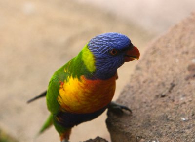 Rainbow Lorikeet