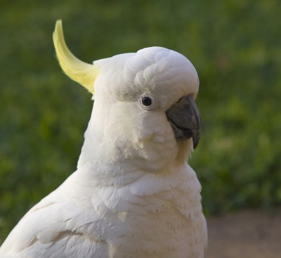 Sulphur Crested Cockatoo