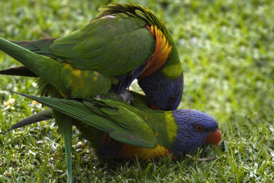 Rainbow Lorikeets