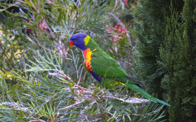 Rainbow Lorikeet