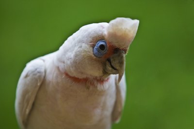 Long-billed Corella
