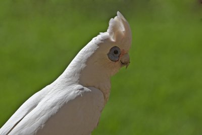 Little Corella