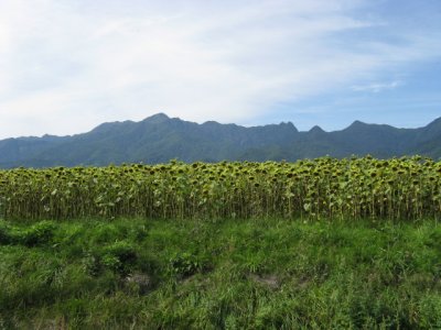 Sunflowers fields are a common sight.