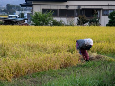 Japanese elder working the fields.